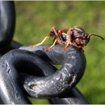 WDarress-M1-Bug-on-the-Fence