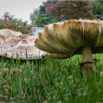 WDarress-M1-Mushrooming-Focus-Stacking