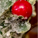 WDarress-M1-Red-Holly-Berry
