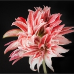 jderosa-Amaryllis-Focus-Stacked
