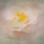 jderosa-Camellia