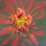 jderosa-Dahlia-Curl-and-Twirl-2