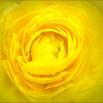 jderosa-Ranunculus