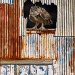 Owl-In-The-Window