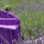 Donnacusack-Summer-LavenderFieldsCalverton2