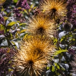 Jeff-G.-dahlia-show-1