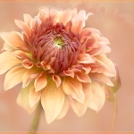 jderosa-Summer-photos-Dahlia-Time