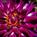 jeff-G-dahlia-show-2