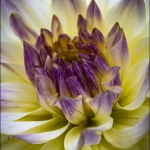 jeff-G.-dahlia-show-3-