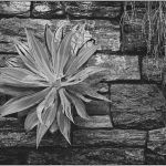 jderosa-InThe-Summertime-The-Ruin-Detail