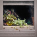 jderosa-InThe-Summertime-Window-Still-Life