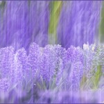 Barbara-Two-Lavender-Photos