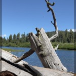 Barbara.-Friendly-California-Tree