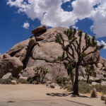Frank_Summer-2026-3