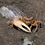 Frank_Summer-2026-7