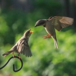 RIBEIRO-Feeding-Time-72dpi