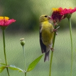 RIBEIRO-Miss-Goldfinch-is-Hungry-72dpi