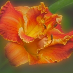 Summer-Photos-jderosa-Daylily