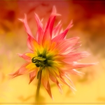 Summer-Photos-jderosa-Flame-Thrower