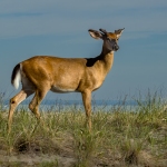 Summer-Photos-jderosa-His-Domain