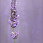 Summer-Photos-jderosa-Lavender-Blue
