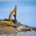 WDarress-Summer-Ditch-Whale-of-a-Tail