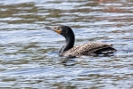 Willstein-Water-Theme-Connetquot-River-State-Park-5-22-19-5