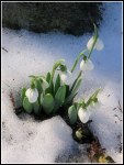 klima1_Snow Bells